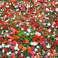 Mixed Color Geranium Seeds – 10 Pelargonium Zonale Flower Seeds for Patio & Garden, Pink, Purple, Red, Salmon, White