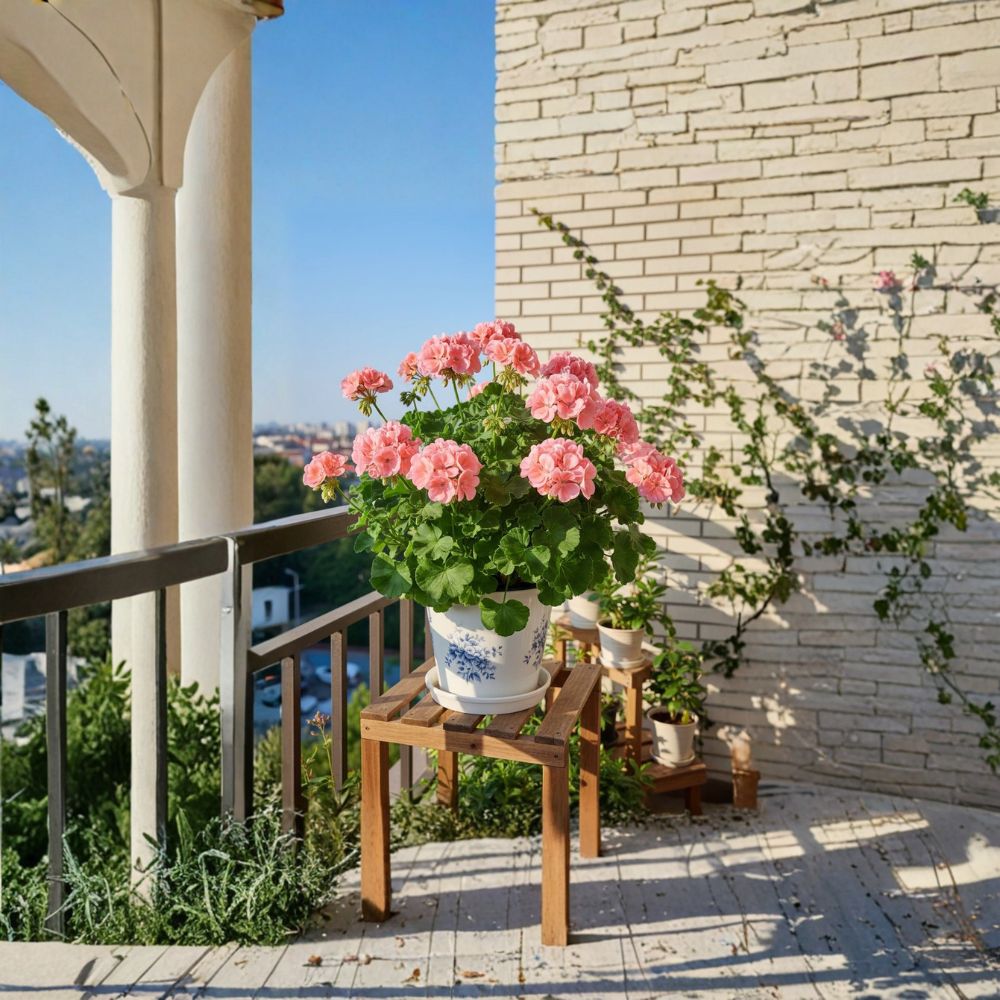Geranium Flower Seeds 100PCS | Ornamental Balcony & Patio Plants | Pelargonium spp. Seeds for Vibrant Blooms