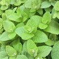 Apple Mint Cuttings – Mentha suaveolens Unrooted Herb Plants for Rooting, Organic Woolly Pineapple Mint, Culinary & Ornamental Use