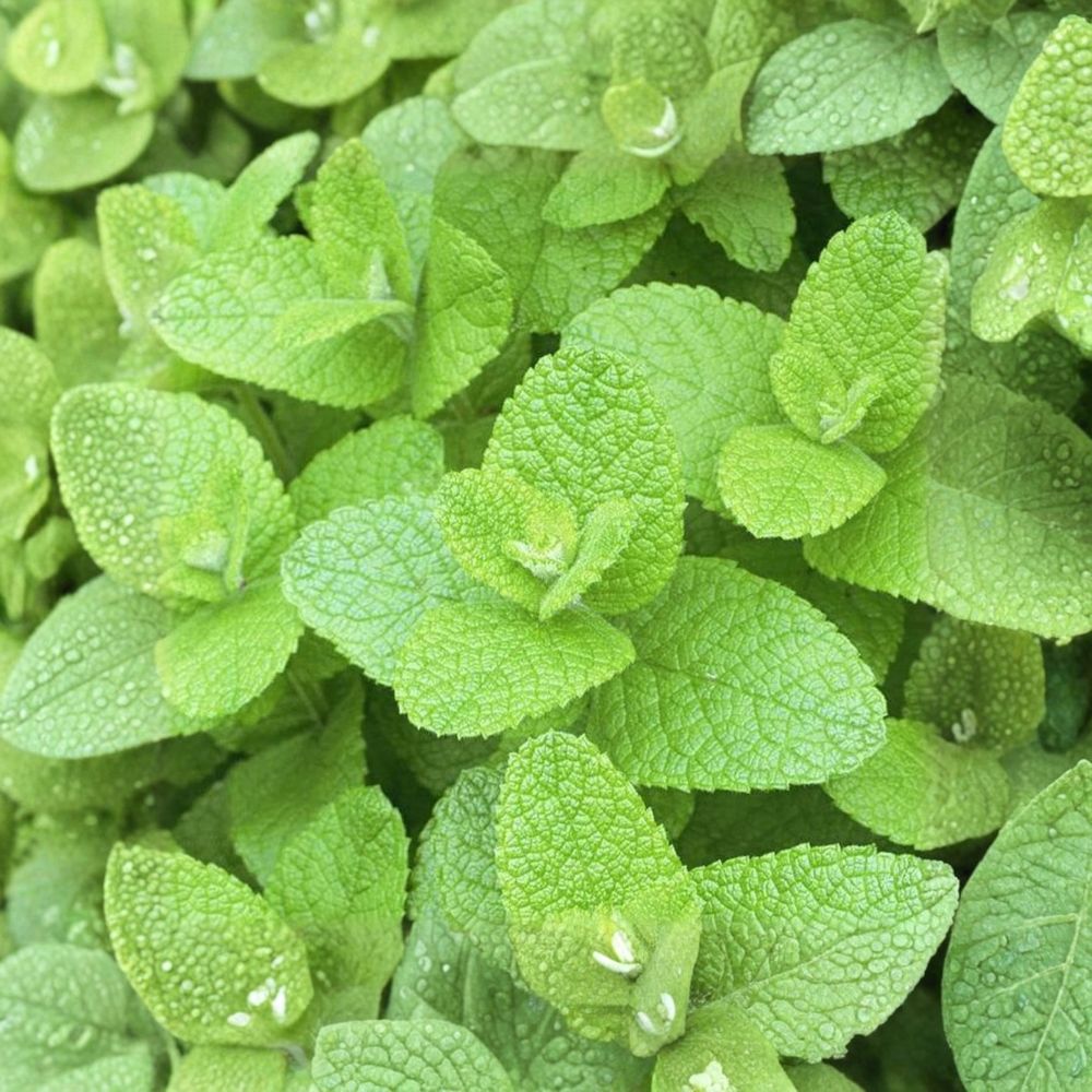 Apple Mint Cuttings – Mentha suaveolens Unrooted Herb Plants for Rooting, Organic Woolly Pineapple Mint, Culinary & Ornamental Use