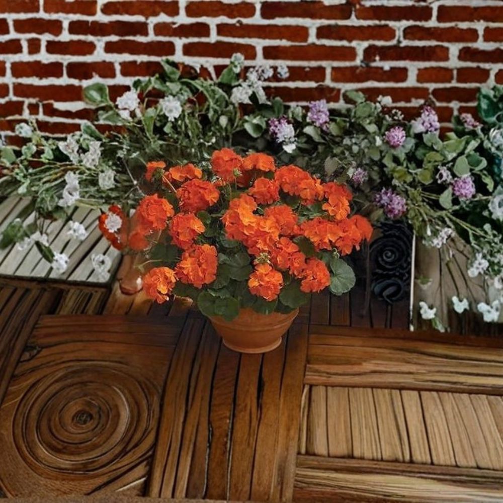 Geranium Maverick Orange Seeds | Pelargonium x hortorum | Bright Solar Orange Blooms | Garden & Pot Planting
