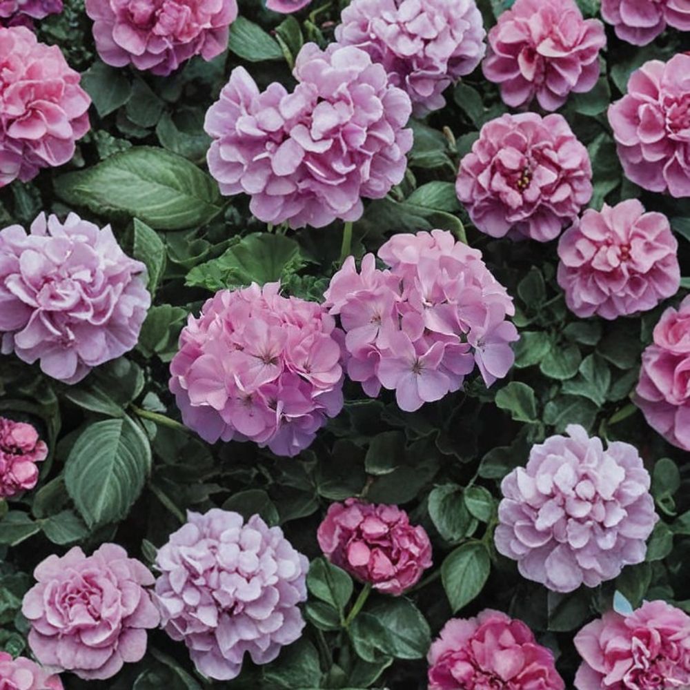 Geranium Seeds – Maverick Quicksilver Pelargonium for Pots, Baskets & Borders – Silvery Lavender Flowers – 100 Seeds