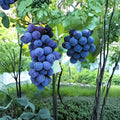 Kyoho Grape Plant Live Vine | Japanese Giant Purple Grape | Vitis vinifera Fruit Vine for Backyard Garden