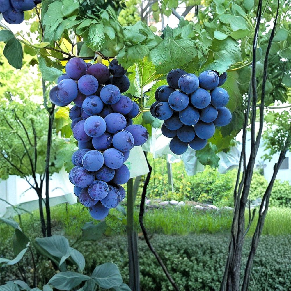 Kyoho Grape Plant Live Vine | Japanese Giant Purple Grape | Vitis vinifera Fruit Vine for Backyard Garden