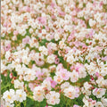 St. Ola Geranium Seeds – 25+ Pelargonium x hortorum for Pots, Baskets & Gardens, Easy to Grow, Hardy Annual