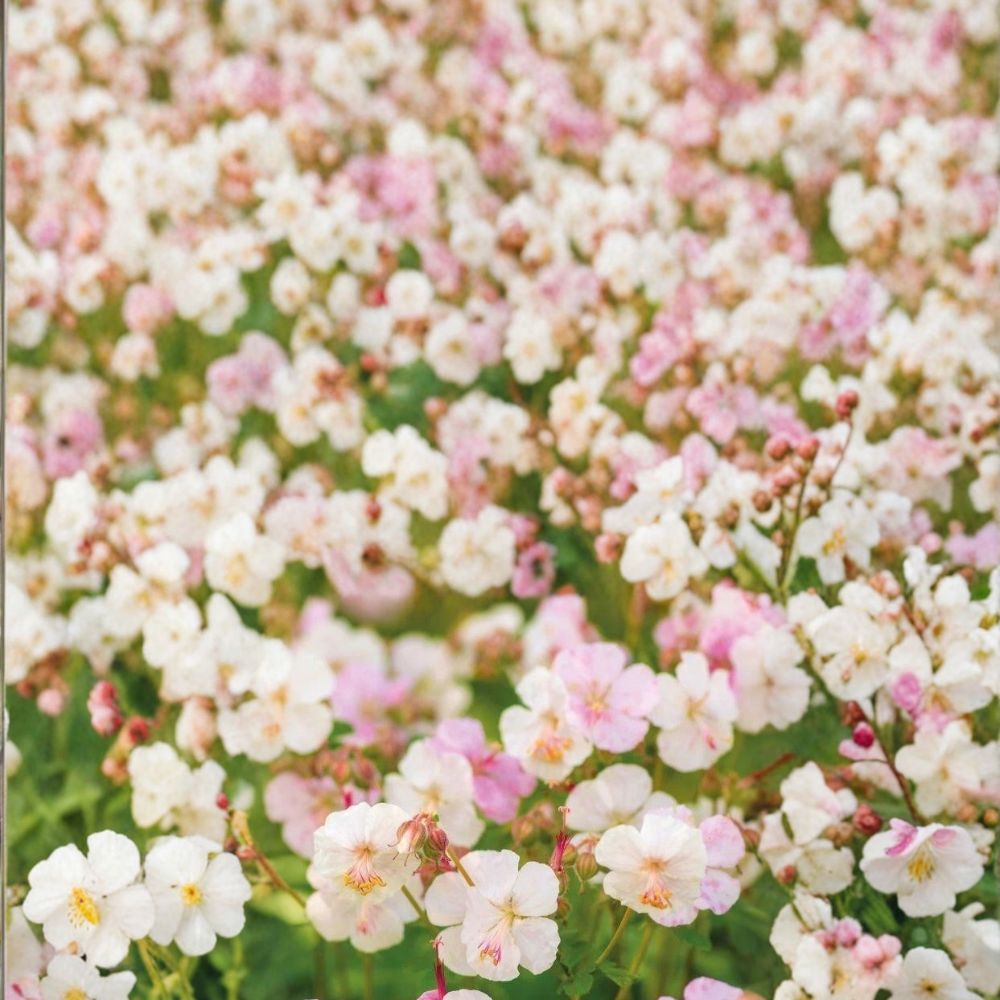 St. Ola Geranium Seeds – 25+ Pelargonium x hortorum for Pots, Baskets & Gardens, Easy to Grow, Hardy Annual