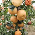Akizuki Asian Pear Tree Live Plant | 3-4 Ft Grafted Pyrus pyrifolia | Autumn Moon Pear | Japanese Fruit Tree for Garden or Orchard