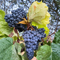 Thomcord Seedless Grape Plant | Vitis vinifera | Blue-Black Table Grapes | Hybrid Concord Flavor | Backyard Vineyard Vine