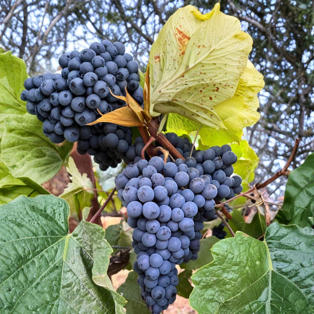 Thomcord Seedless Grape Plant | Vitis vinifera | Blue-Black Table Grapes | Hybrid Concord Flavor | Backyard Vineyard Vine