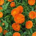 Orange King Calendula Seeds – Organic Non-GMO Heirloom Calendula officinalis for Bright Orange Flowers, Medicinal and Decorative Plant