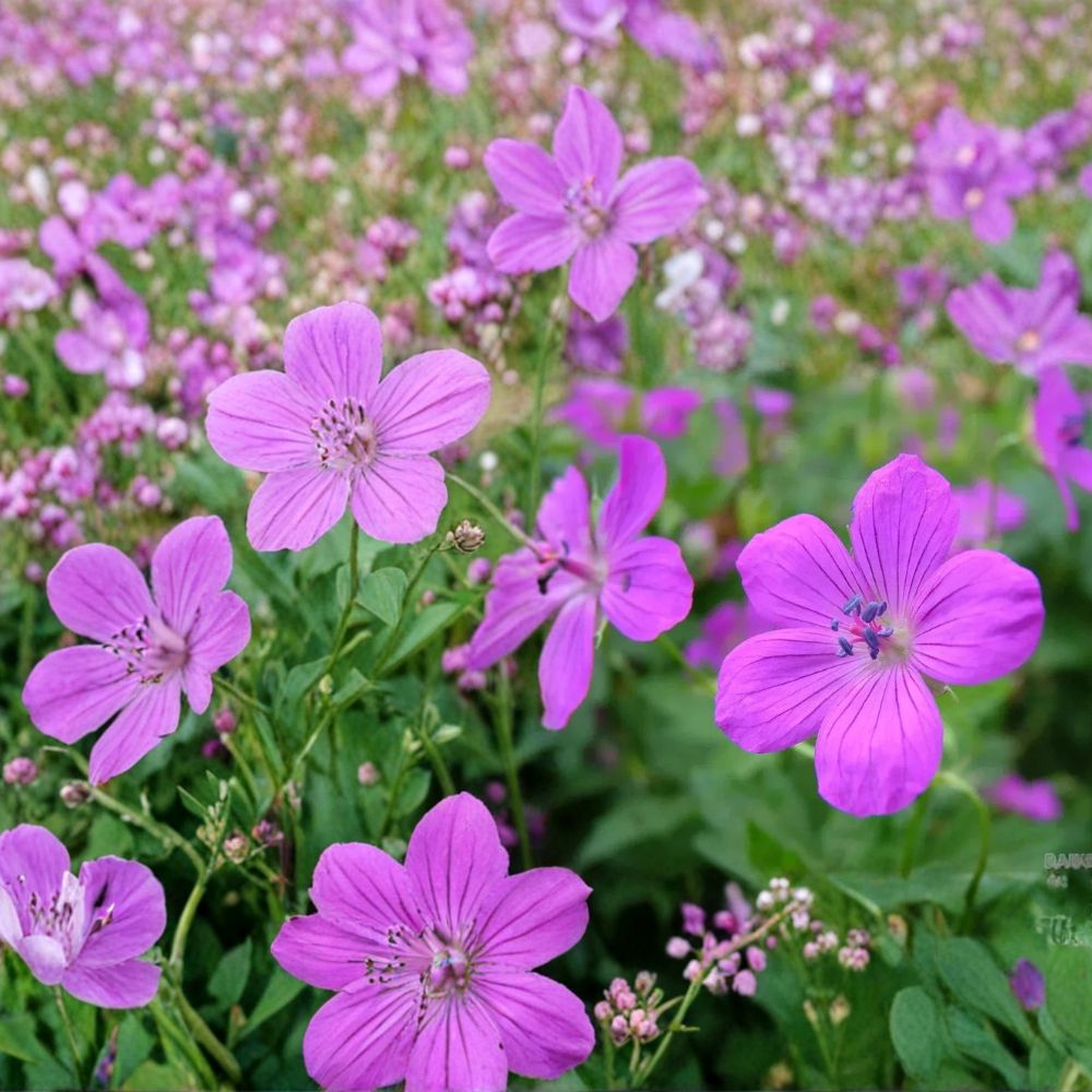 Danny Boy Geranium Seeds – 25+ Pelargonium Flower Seeds for Containers, Beds & Hanging Baskets