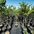 August Lady Peach Tree – Live Fruit Tree, Freestone, Sweet Juicy Peaches, Self-Pollinating, Edible Garden, Backyard Orchard