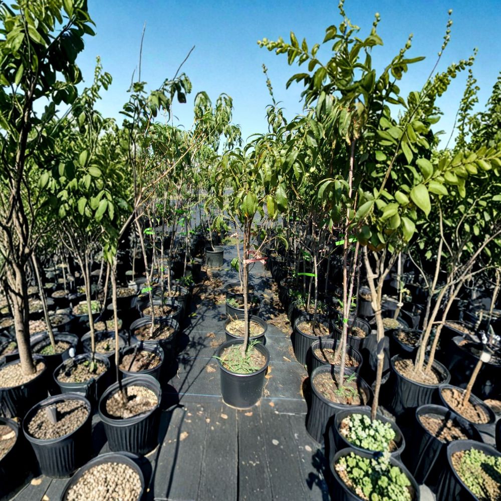 August Lady Peach Tree – Live Fruit Tree, Freestone, Sweet Juicy Peaches, Self-Pollinating, Edible Garden, Backyard Orchard