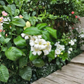 Orange Jasmine Seeds 5 Pack | Fragrant White Flowers | Tropical Evergreen Shrub | Murraya paniculata for Indoor & Outdoor Growing