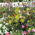 Green Chrysanthemum Plant – Large 5-Inch Blooms, Perennial Potted Mum, Green Garden Flower, Fall Blooming Chrysanthemum Morifolium