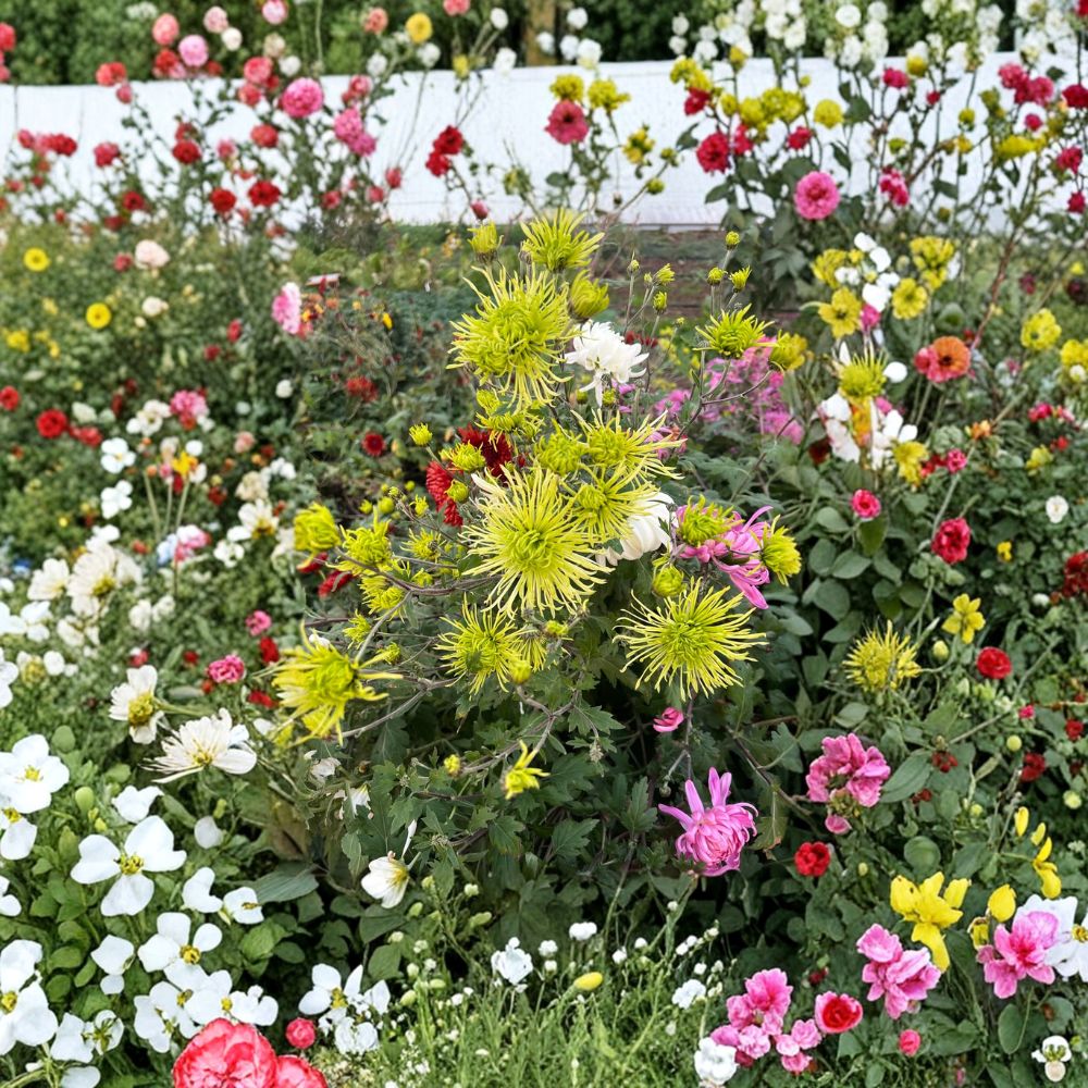 Green Chrysanthemum Plant – Large 5-Inch Blooms, Perennial Potted Mum, Green Garden Flower, Fall Blooming Chrysanthemum Morifolium