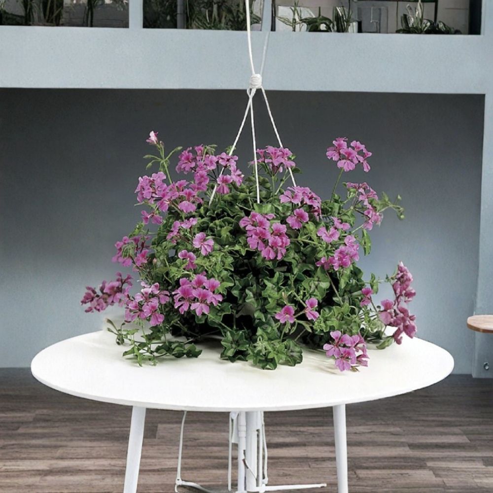 Tornado Rose Trailing Geranium Seeds – Pelargonium peltatum Ivy Leaf Flower Seeds, Hanging Basket, Easy to Grow, 15 Seeds