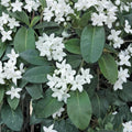 Madagascar Jasmine Plant Starter | Stephanotis floribunda | Fragrant Wax Flower Vine | Indoor Tropical Climber