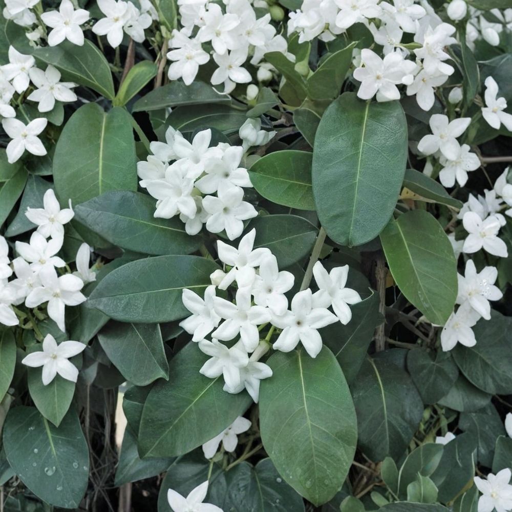 Madagascar Jasmine Plant Starter | Stephanotis floribunda | Fragrant Wax Flower Vine | Indoor Tropical Climber