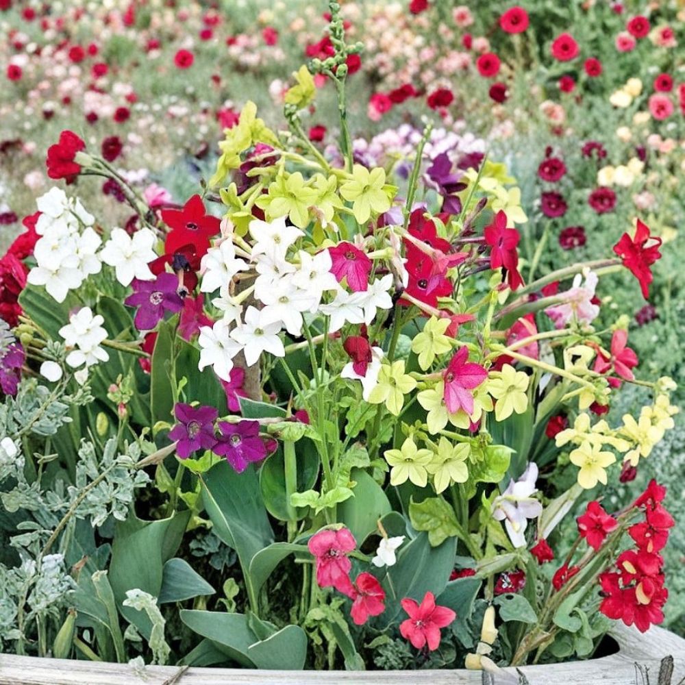 Nicotiana alata Seeds – Jasmine Tobacco Mix, Fragrant Night Blooming Flowers, Bulk 5,000+ Seeds, Garden, Borders, Containers