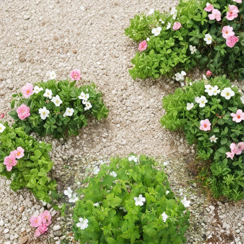 Silverwood Geranium Seeds – 25+ Premium Pelargonium spp. for Patio & Balcony, Easy to Grow Flower Seeds