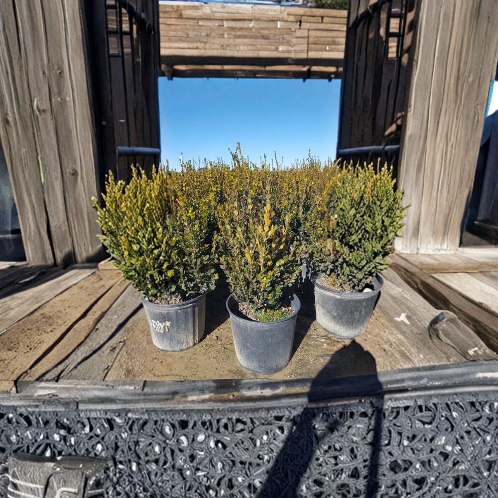 Wintergreen Boxwood Live Shrub 3 Gallon Buxus microphylla Evergreen Hedge Cold Hardy Landscape Plant