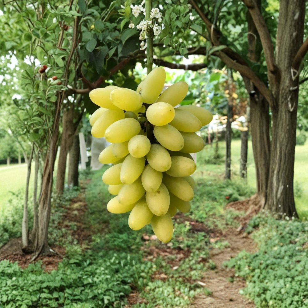 Gold Finger Grape Vine Live Plant | Japanese Premium Table Grape | Sweet Elongated Berries | Vitis vinifera Hybrid