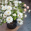 Iceberg Floribunda Rose – 3 Gallon Live Bush Plant with White Blooms, Repeat Flowering, Garden & Landscape Rose Rosa