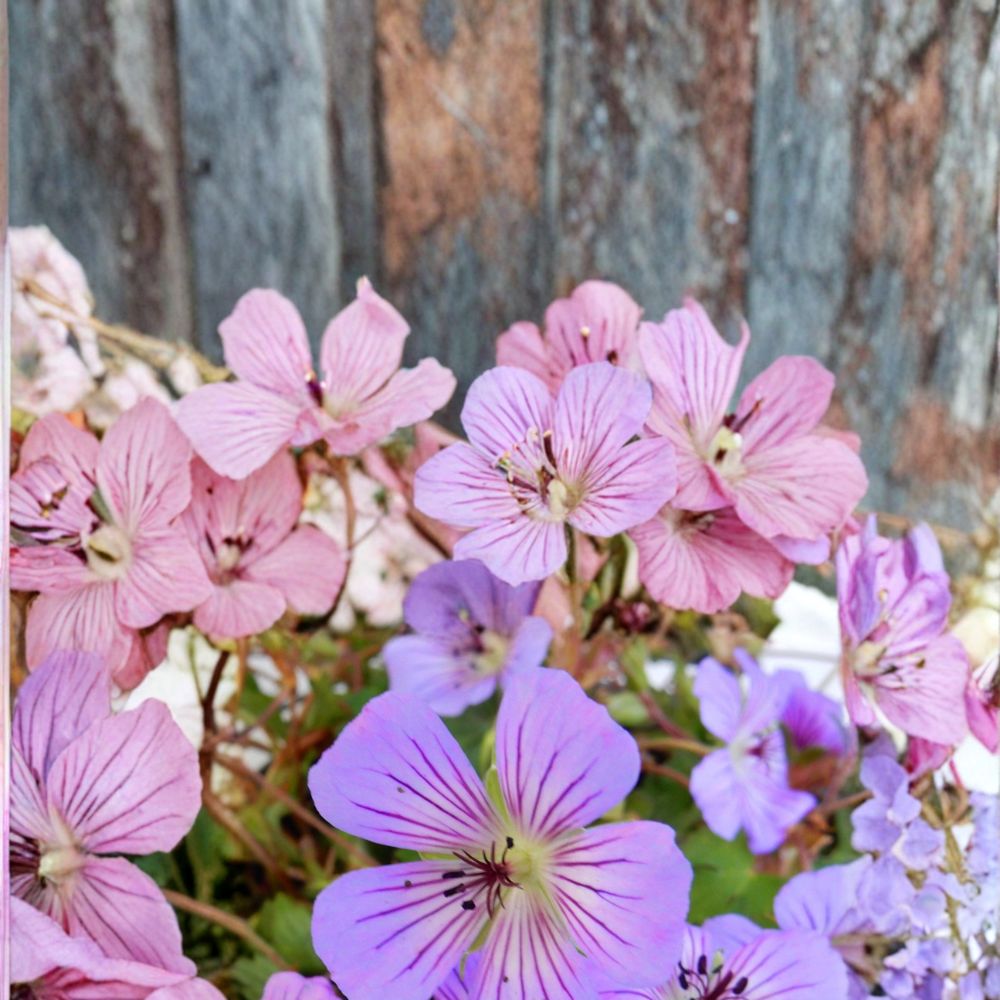 Magical Joy Geranium Seeds – 25+ Premium Pelargonium spp. for Vibrant Garden, Patio & Balcony Flowers