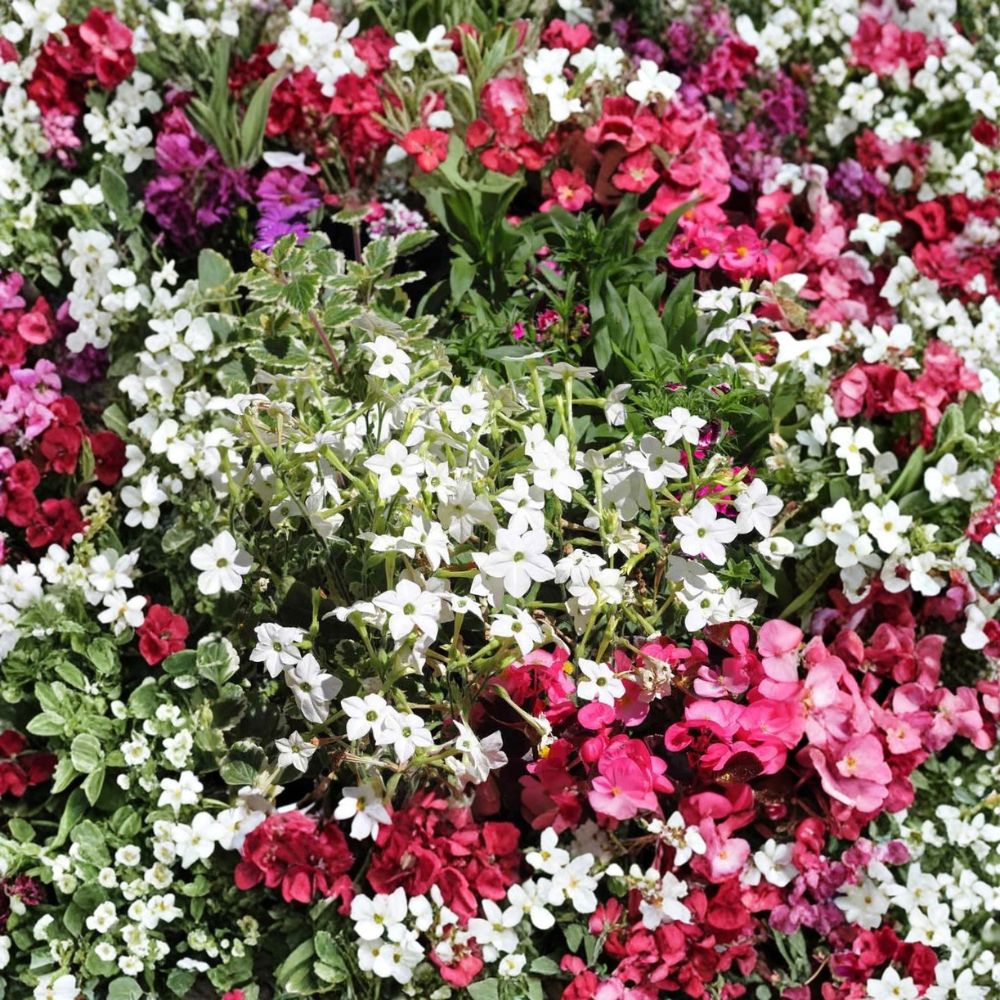Nicotiana alata Seeds – White Jasmine Flowering Tobacco – Fragrant Night Blooming Flowers – Ornamental Garden Seeds, Non-GMO, Container Friendly