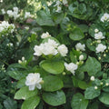 Arabian Jasmine Seeds – Jasminum sambac, Fragrant White Flowers, Indoor & Outdoor Ornamental Plant, 10 Seeds