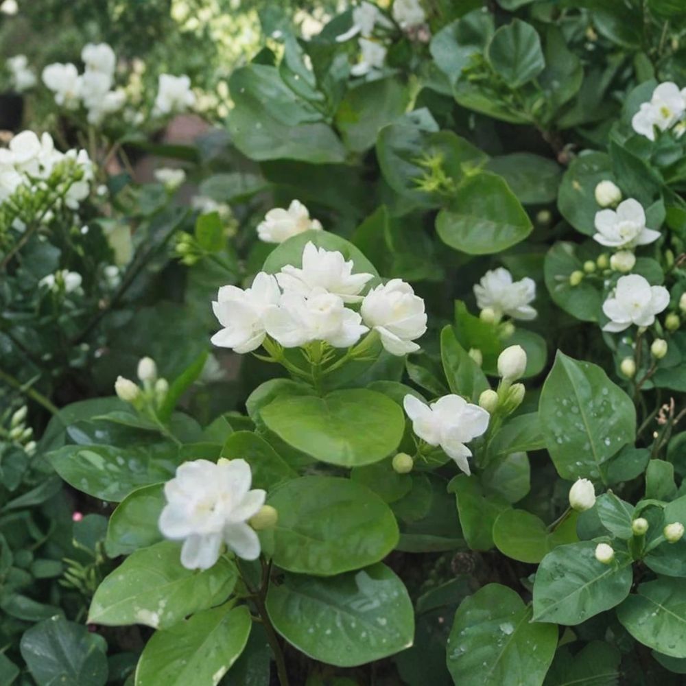 Arabian Jasmine Seeds – Jasminum sambac, Fragrant White Flowers, Indoor & Outdoor Ornamental Plant, 10 Seeds