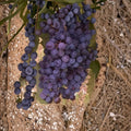 Zinfandel Wine Grape Vine – Live Fruit Plant, Self-Fertile, 3 Gallon, Vitis vinifera, Home Vineyard & Garden Plant