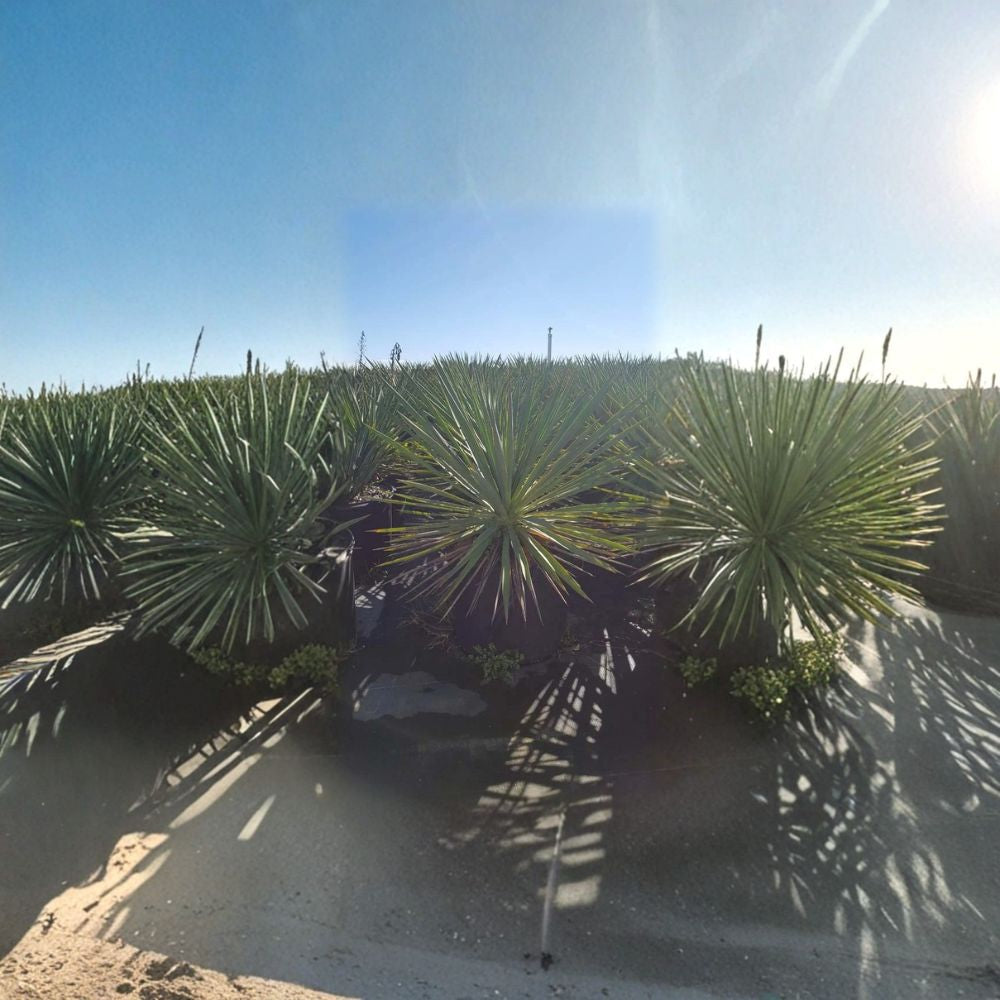 Color Guard Yucca Live Plant – 3 Gallon Variegated Evergreen Shrub with White Bell Flowers, Drought Tolerant Landscape Plant