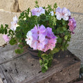 Double Soft Pink Ivy Geranium Cuttings – 8 Fresh Pelargonium peltatum Trailing Flowering Plants