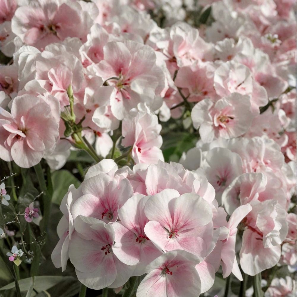 Geranium Seeds – Maverick Appleblossom Soft Pink & White Blooms, Container & Garden Friendly Pelargonium x hortorum, 25+ Seeds