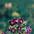 Springtime Geranium Seeds – Pelargonium Flower Seeds, 25+ Pack, Vibrant Blooms, Container & Patio Gardening
