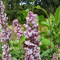 Katherine Havemeyer Lilac Live Plant | Double Pink Fragrant French Syringa vulgaris | Potted Shrub for Garden