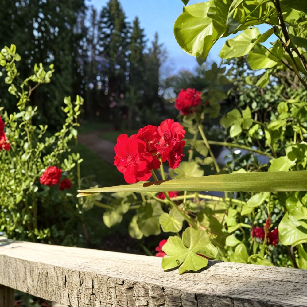 True Red Ivy Geranium Cuttings – 6 Inch Live Pelargonium peltatum Trailing Red Blooms for Hanging Baskets and Containers