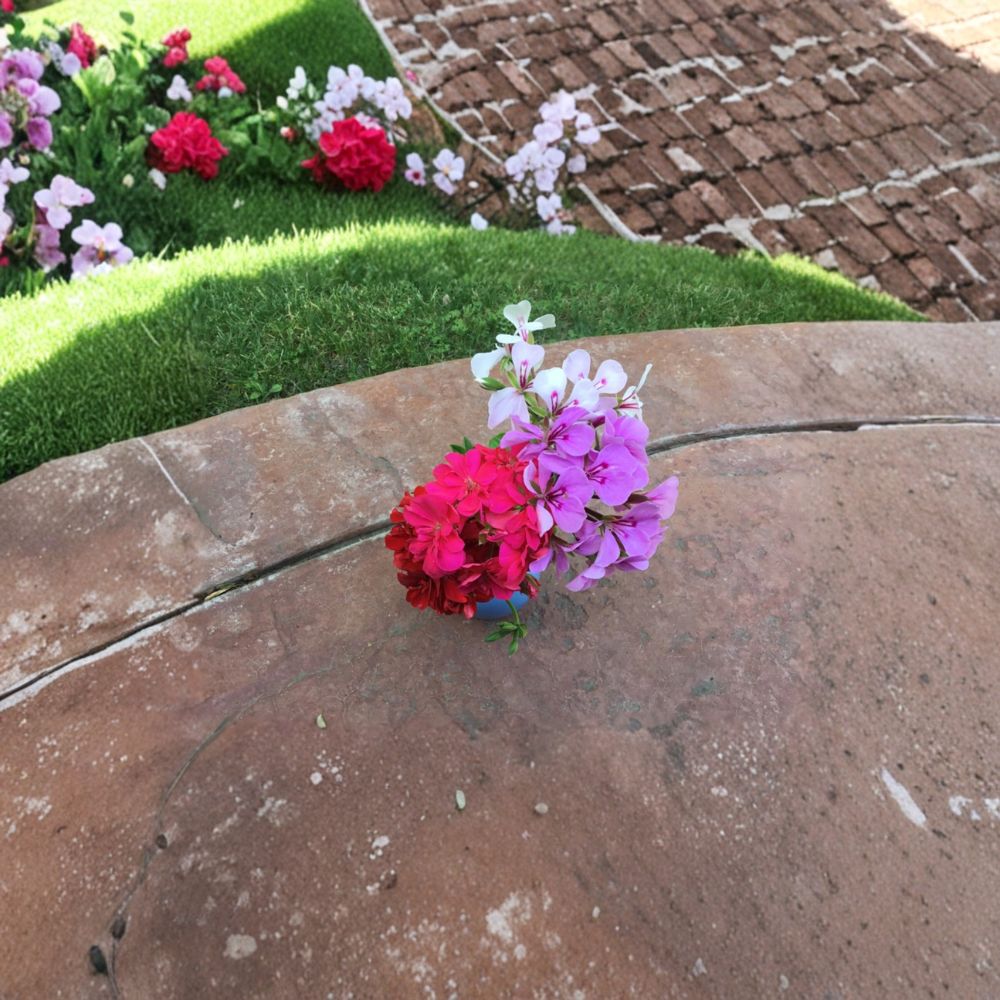 Mixed Ivy Geranium Cuttings – 9 Pelargonium peltatum Trailing Flowering Perennials for Hanging Baskets & Containers