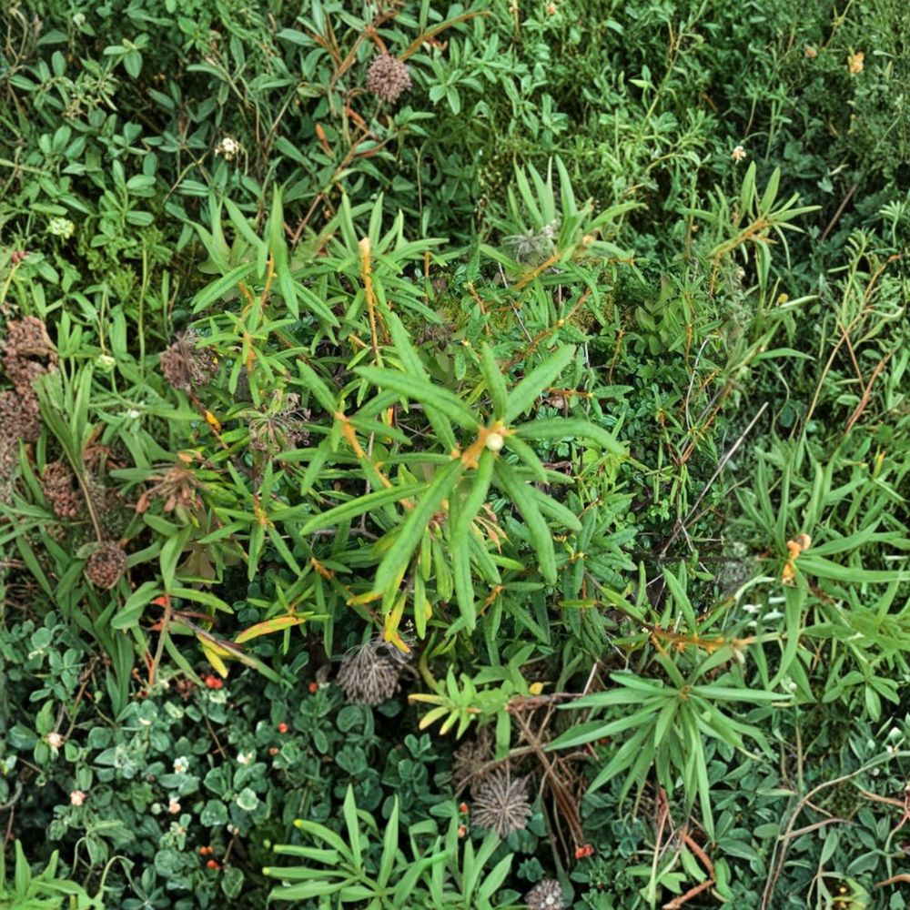 Labrador Tea Live Plant Rhododendron groenlandicum Native Shrub for Acid Soils Wild Harvested Rhizome
