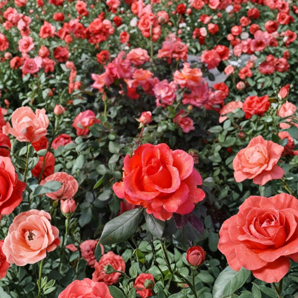 Ring of Fire Hybrid Tea Rose Live Plant – 1 Gallon, Vibrant Red Orange Yellow Blooms, Repeat Blooming, Garden Landscape Rosa