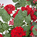 Precision Scarlet Red Ivy Leaf Geranium Seeds – Pelargonium peltatum Trailing Flower Seeds for Baskets & Containers