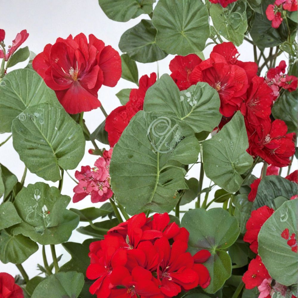 Precision Scarlet Red Ivy Leaf Geranium Seeds – Pelargonium peltatum Trailing Flower Seeds for Baskets & Containers