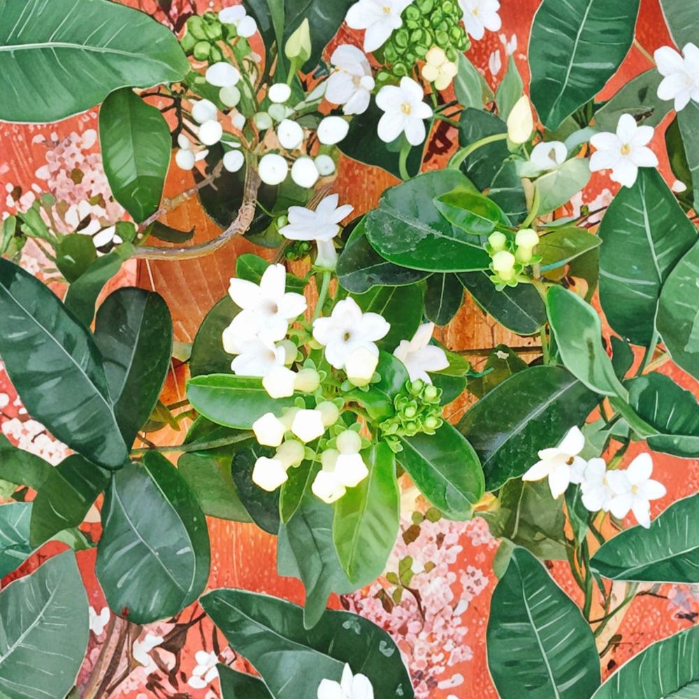Madagascar Jasmine Seeds – Stephanotis floribunda – Fragrant Wedding Flower Vine – Tropical Climbing Plant – 50 Seeds