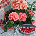 Salmon Pink Geranium Cuttings – 4 Pelargonium Propagation Plants for Rooting – Bright Salmon-Flowering Indoor & Outdoor Plant