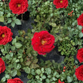 Hybrid Tea Rose Plant – 2 Gallon Deep Red Fragrant Blooms Rosa 'Mr. Lincoln'