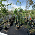 Native Red Maple Tree – 4–6 Feet Tall Live Acer rubrum Shade Tree with Brilliant Fall Color and Fast Growth