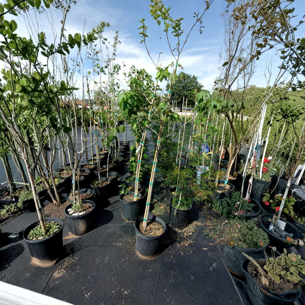 Native Red Maple Tree – 4–6 Feet Tall Live Acer rubrum Shade Tree with Brilliant Fall Color and Fast Growth