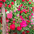 Double Knock Out Red Rose Live Plant – 1 Gallon Bush, Double Red Blooms, Disease Resistant, Easy Care Landscape Rose Rosa 'Radtko'
